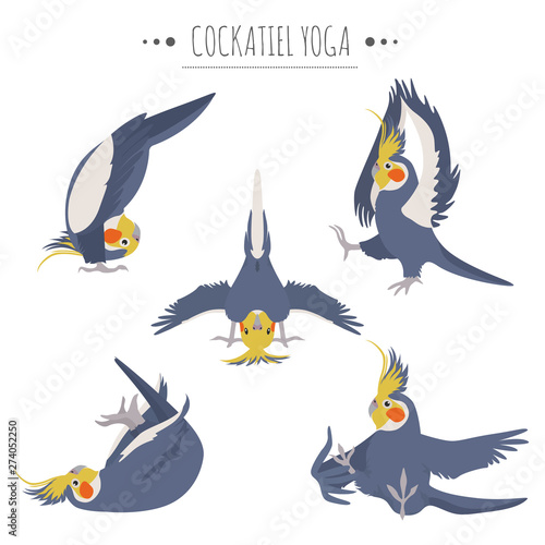 Cockatiel yoga poses and exercises. Cute cartoon clipart set