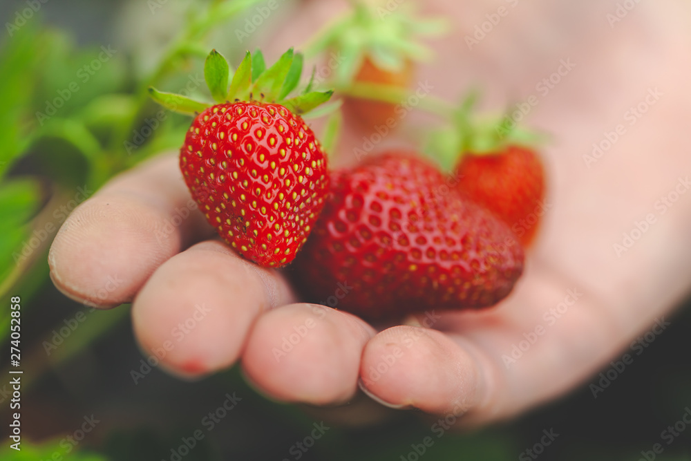 Fototapeta premium hands holding handful of ripe strawberries, farm field