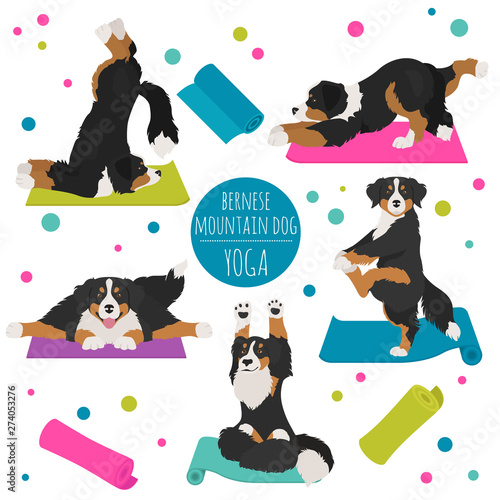 Yoga dogs poses and exercises. Bernese mountain dog clipart