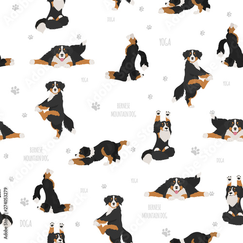 Yoga dogs poses and exercises. Bernese mountain dog seamless pattern