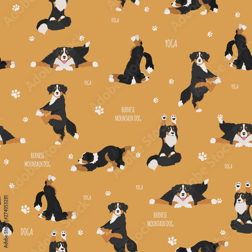 Yoga dogs poses and exercises. Bernese mountain dog seamless pattern