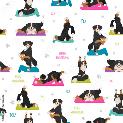 Yoga dogs poses and exercises. Bernese mountain dog seamless pattern