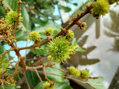 quercus cerris L or turkey oak in the garden with the green color of the flower