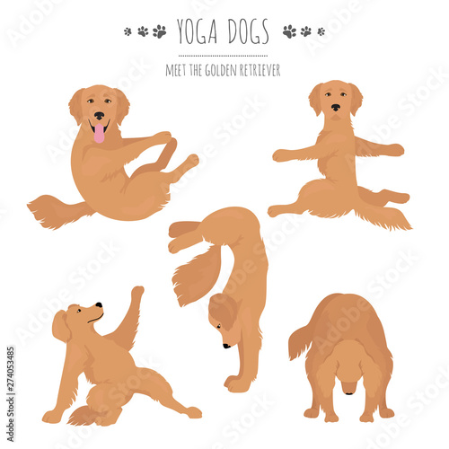 Yoga dogs poses and exercises. Golden retriever clipart