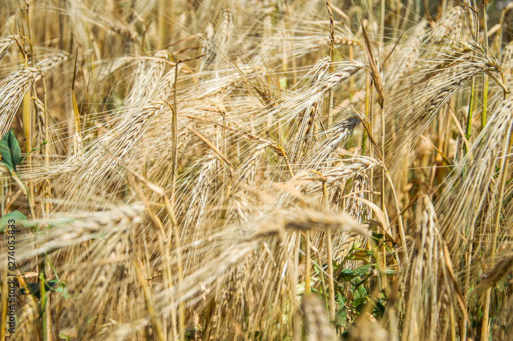 Fototapeta premium Golden fields of wheat.