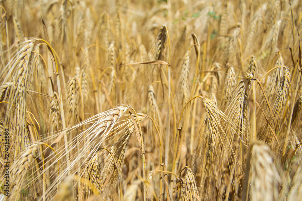Fototapeta premium Golden fields of wheat.