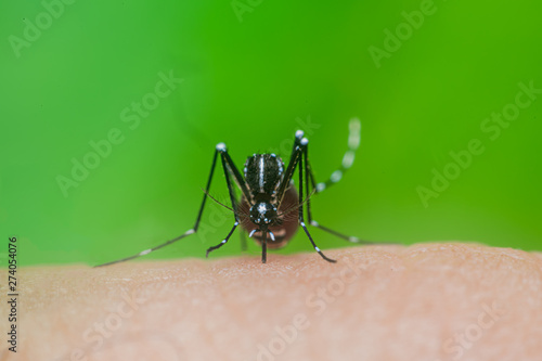 Dangerous Zica virus aedes aegypti mosquito on human skin , Dengue, Chikungunya, Mosquito sucking blood human