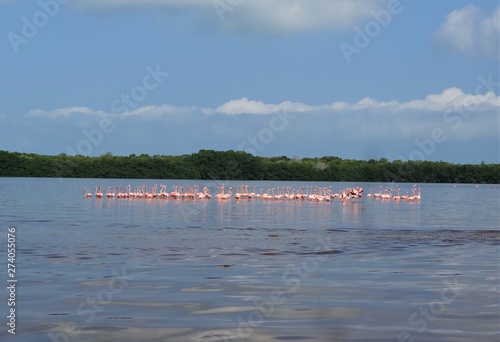 flamingi na wyspie