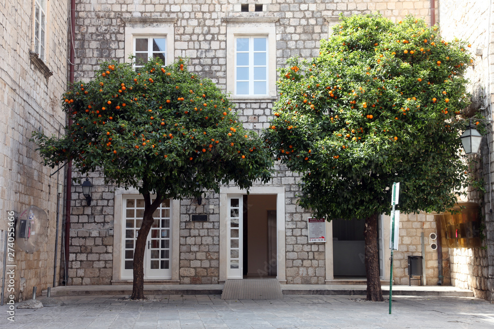 Orange  tree, Dubrovnik Croatia