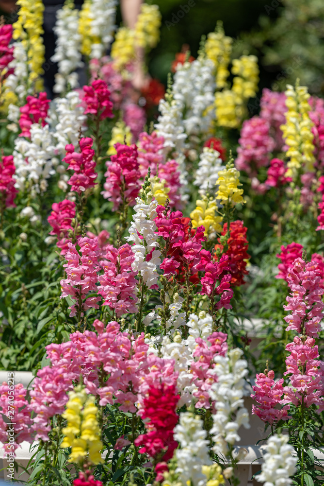 Colorful flower of Snapdragon, Antirrhinum majus Colorful flower of Snapdragon, Antirrhinum majus