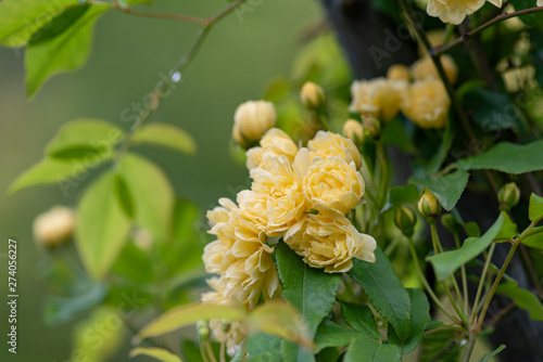 Yellow flower of Banksia rose wetted by rain, Rosa banksiae photo