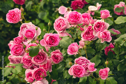 Bush of pink roses, summertime floral background photo