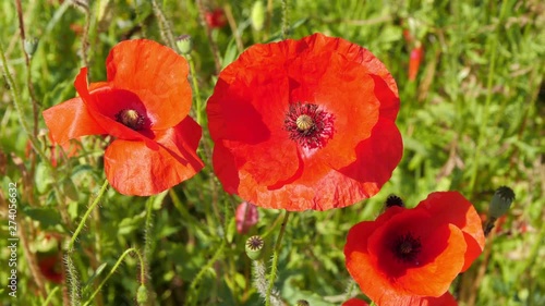 Red poppy flowers swaying in the wind, close-up