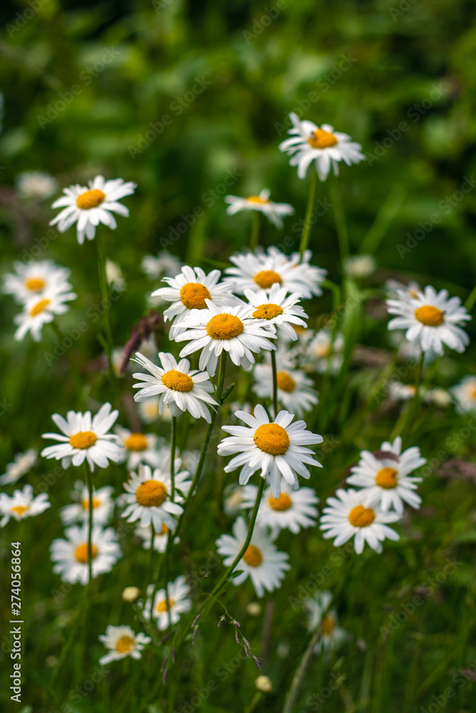Daisies At the Edge of a Forest
