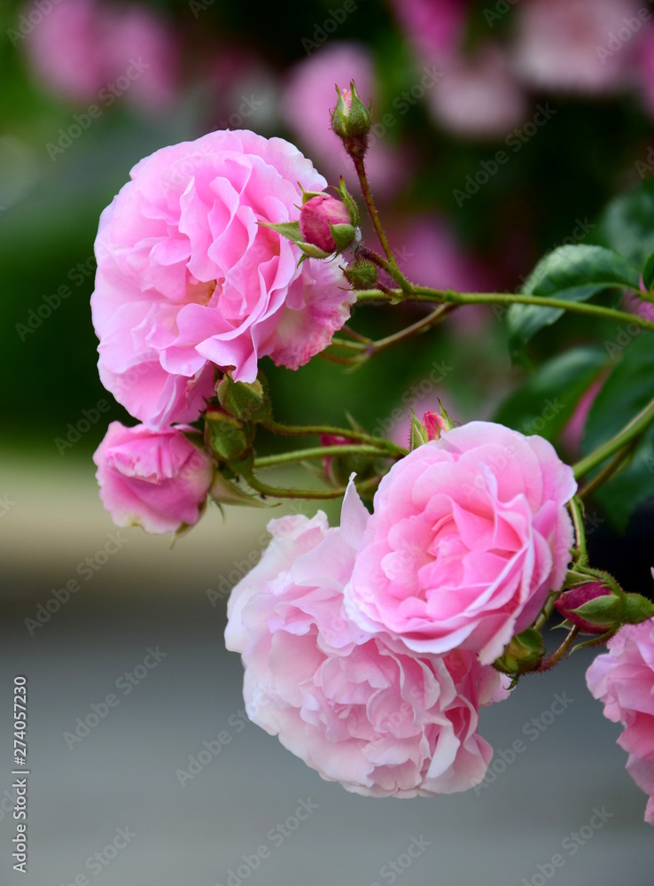 Ramblerrosen in der Farbe rosa Ramblerrosen in der Farbe rosa