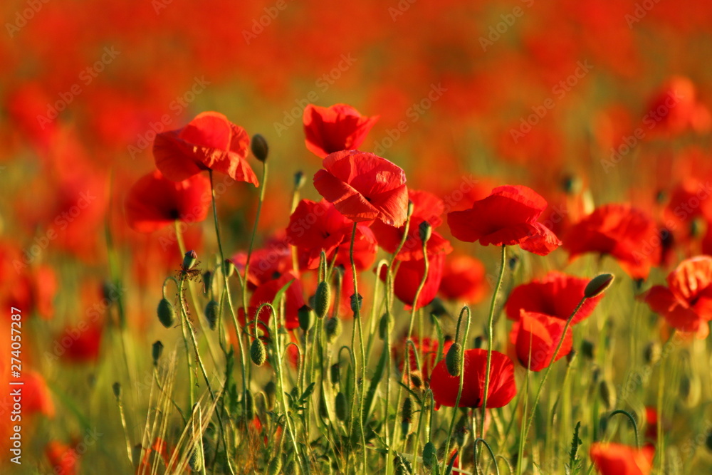 Klatschmohn Klatschmohn