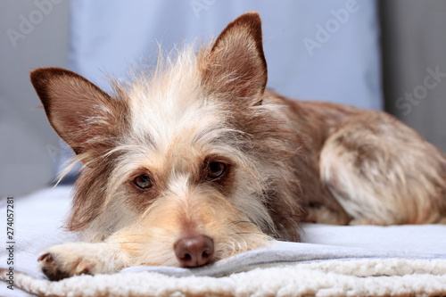 portrait of a cute fluffy dog