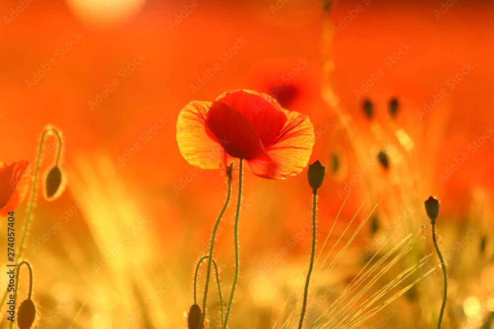 Obraz premium Klatschmohn