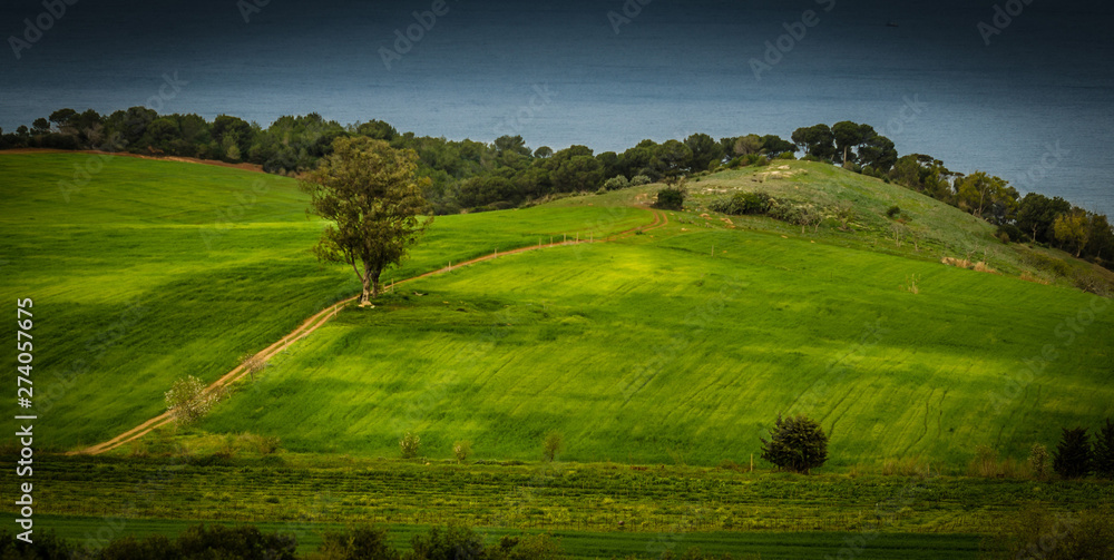 Obraz premium lonely tree