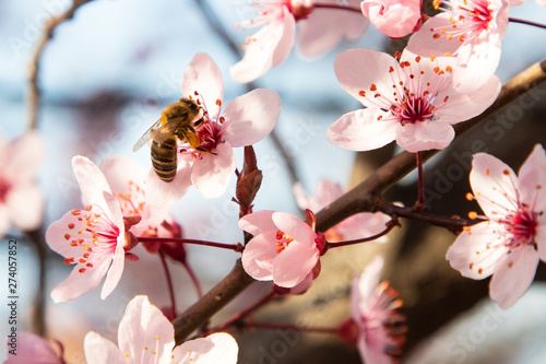 Bee pollinating cherry tree flowers blossoming at field