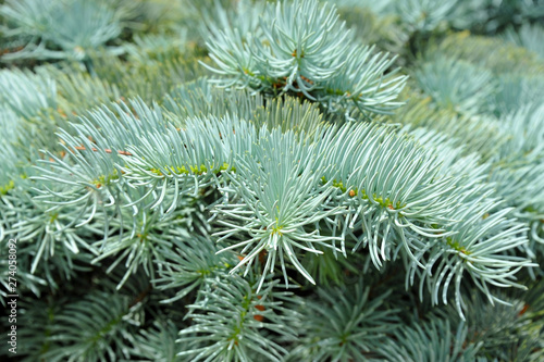 Blue fir tree, close up