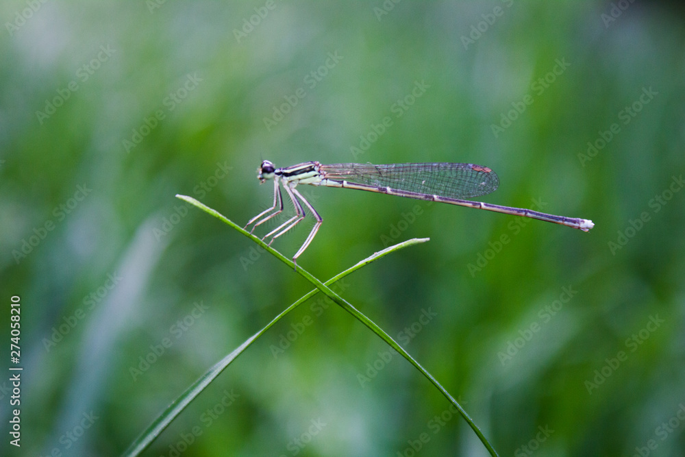 slim dragonfly marco slim dragonfly marco