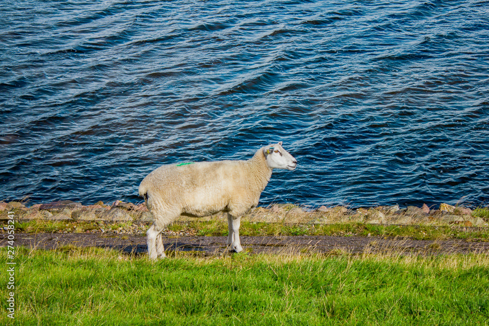 white sheep on a grassfield near the sea white sheep on a grassfield near the sea