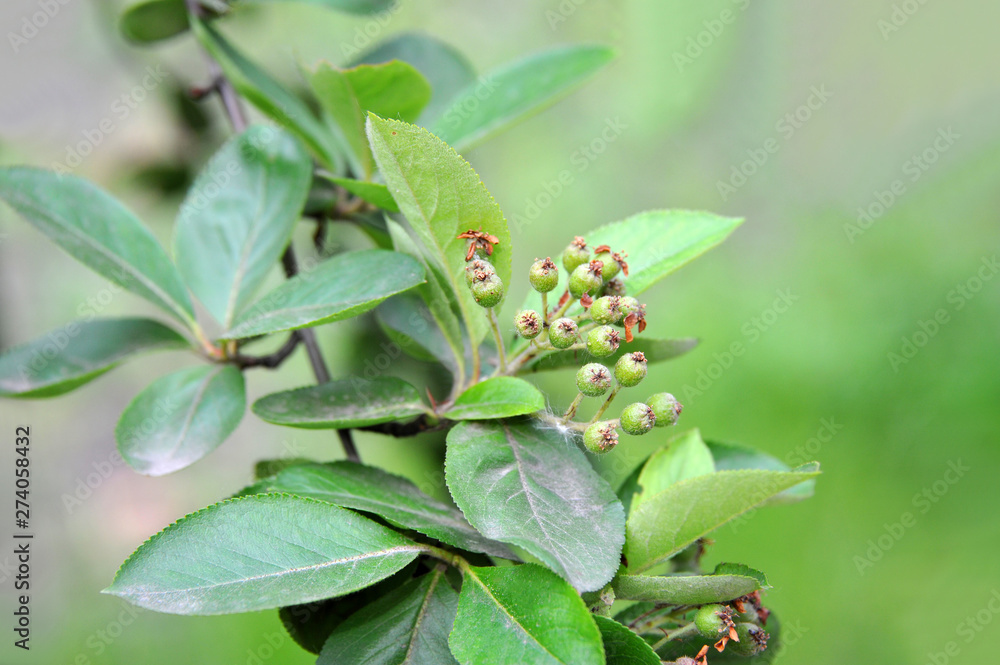 Green berries of Black ashberry (Aronia melanocarpa) Green berries of Black ashberry (Aronia melanocarpa)