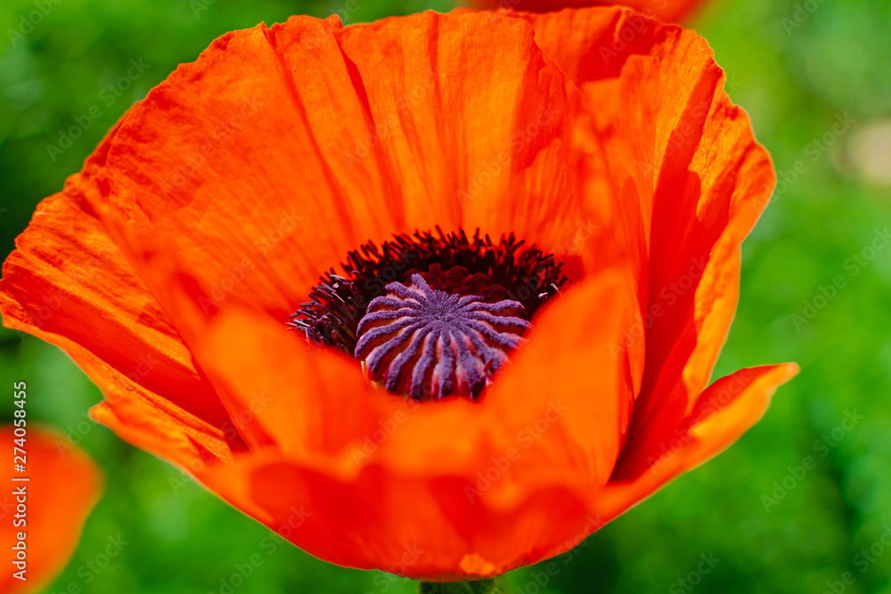 Close up of beautiful red blooming poppies in a field. Close up of beautiful red blooming poppies in a field.