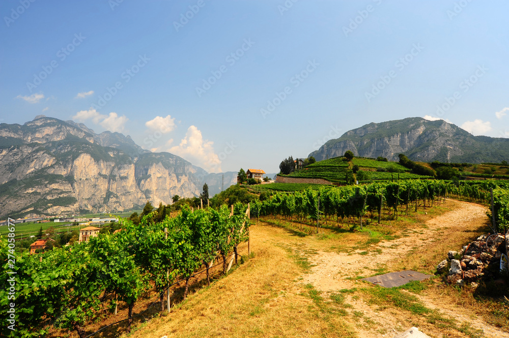 Vineyards of the Italian Alps