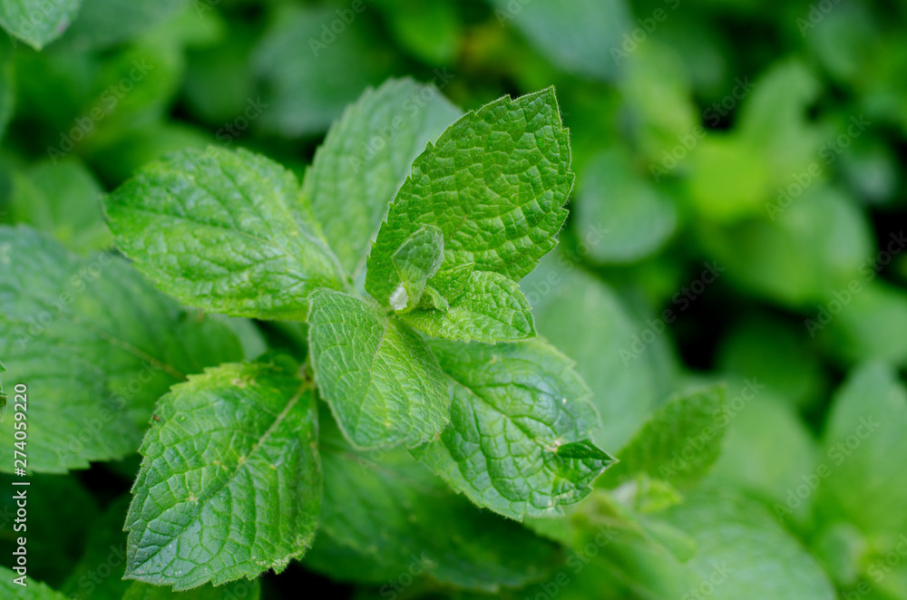 Fresh green peppermint grows in the garden. Peppermint leaves under dew drops. Fresh green peppermint grows in the garden. Peppermint leaves under dew drops.