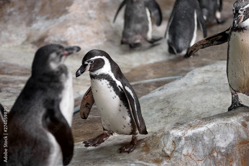 Naklejka premium group of penguins