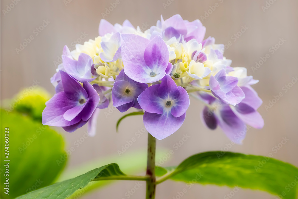 Hortensienblüten (Hydrangea) isoliert vor hellem Hintergrund