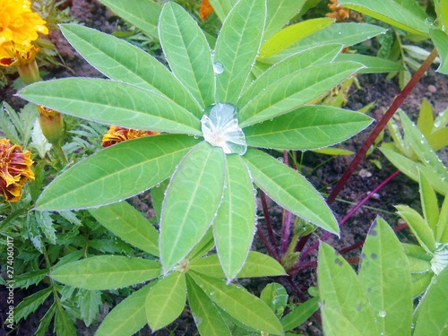 Water Drops on Leaf