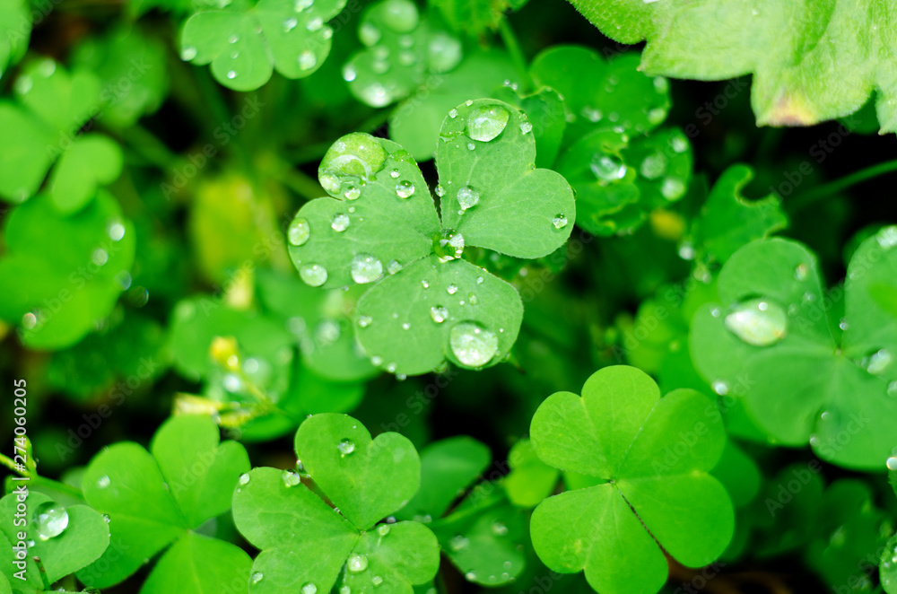 Natural background with Shamrock clover under dew drops. Shamrock symbol of luck. Natural background with Shamrock clover under dew drops. Shamrock symbol of luck.