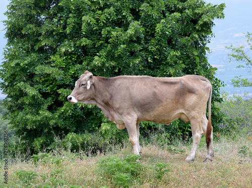cow in a field © aykutkarahan