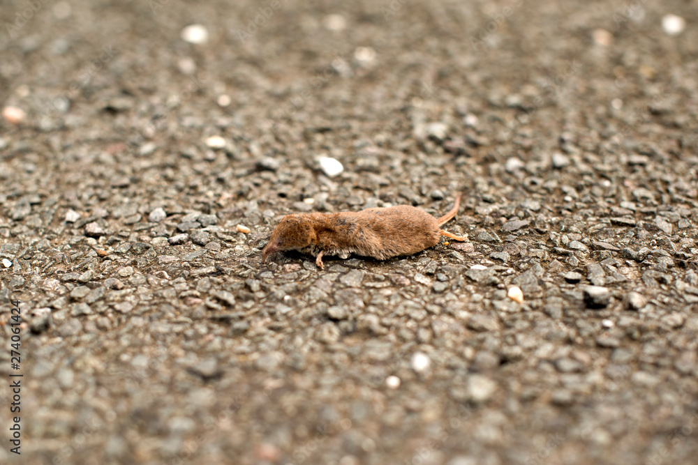 A squashed vole A squashed vole