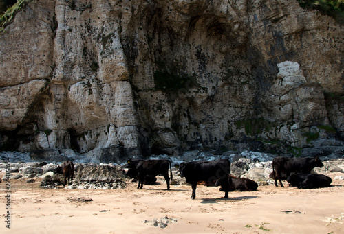 Cows on the beach in Northern Ireland