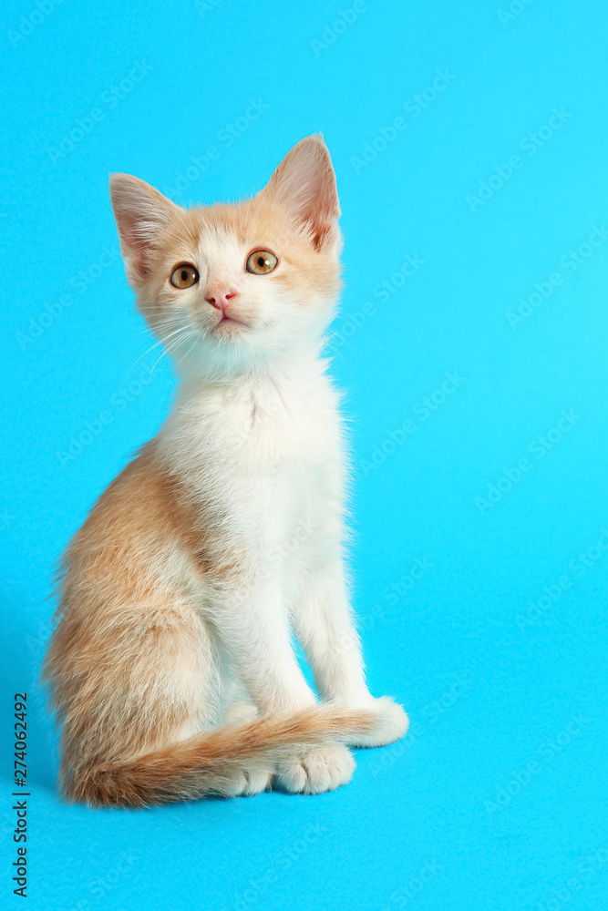 Cute funny kitten on color background