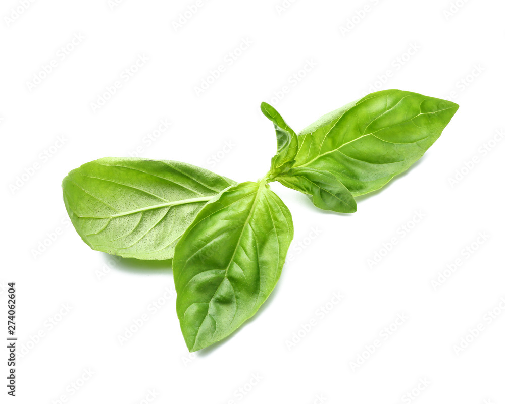 Fresh basil leaves on white background Fresh basil leaves on white background