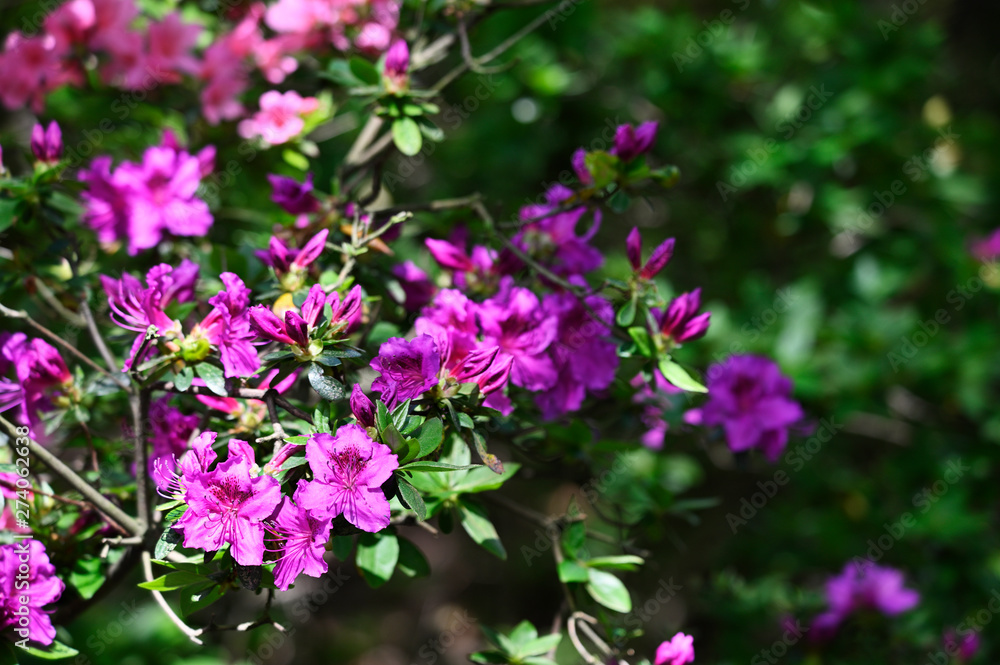 Purple rhododendron flower and green leaves in nature. Purple rhododendron flower and green leaves in nature.