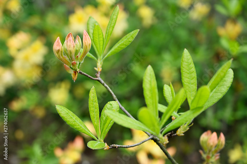 Yellow rhododendron flower and green leaves in nature.