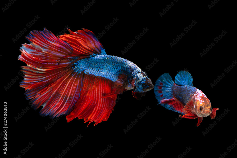 betta fish betta fish