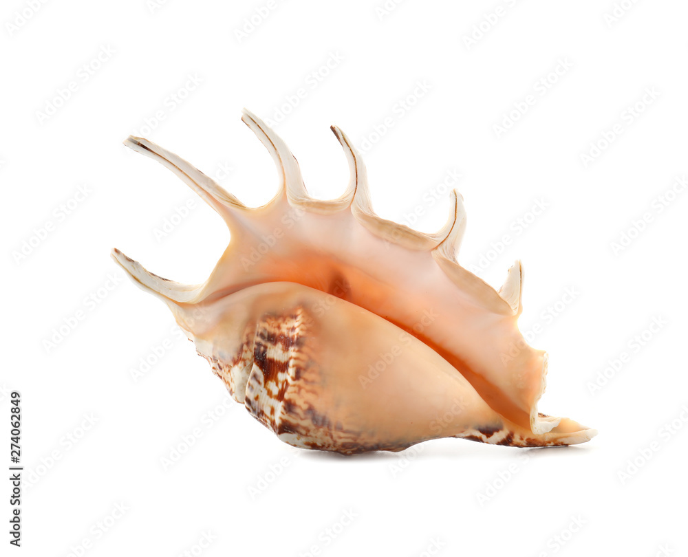 Beautiful sea shell on white background Beautiful sea shell on white background