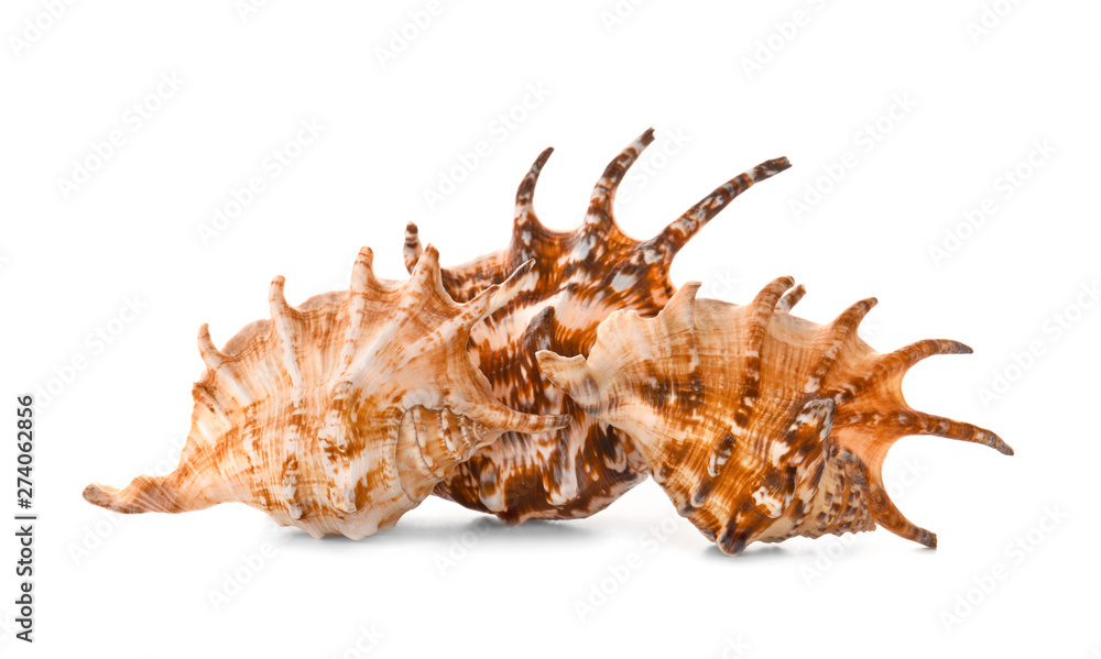 Beautiful sea shells on white background Beautiful sea shells on white background