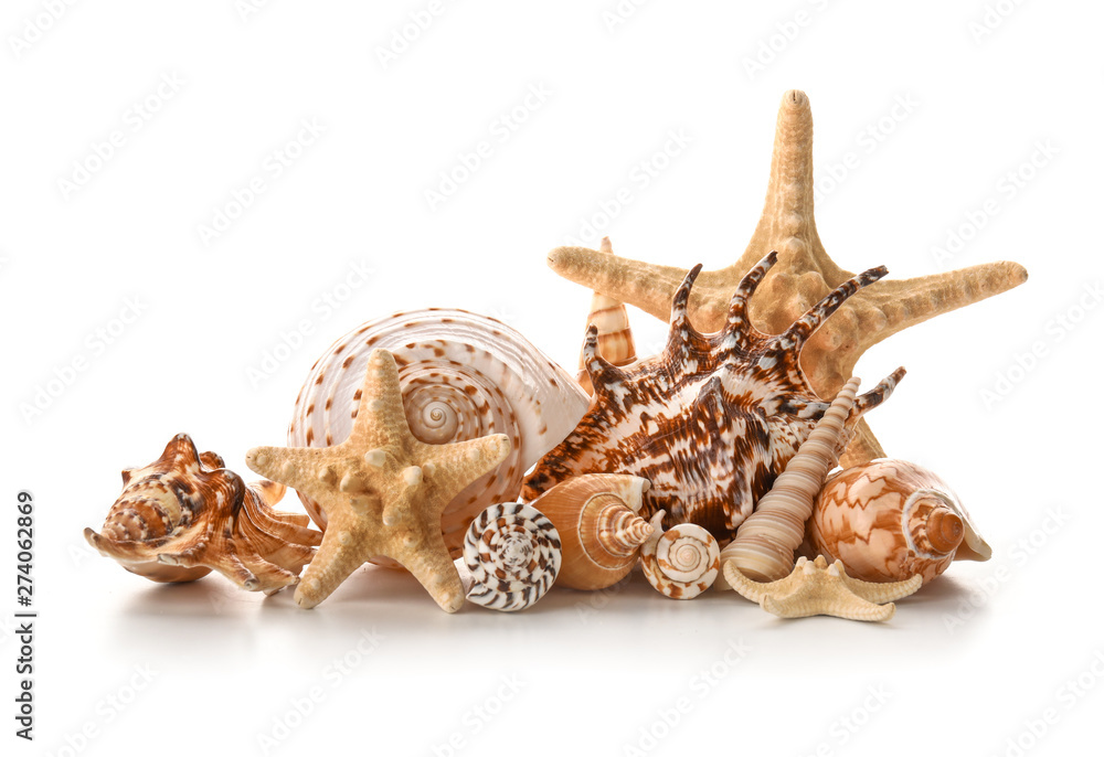 Obraz premium Beautiful sea shells on white background