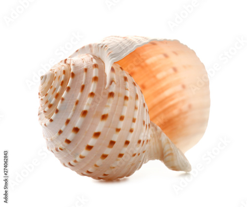 Beautiful sea shell on white background