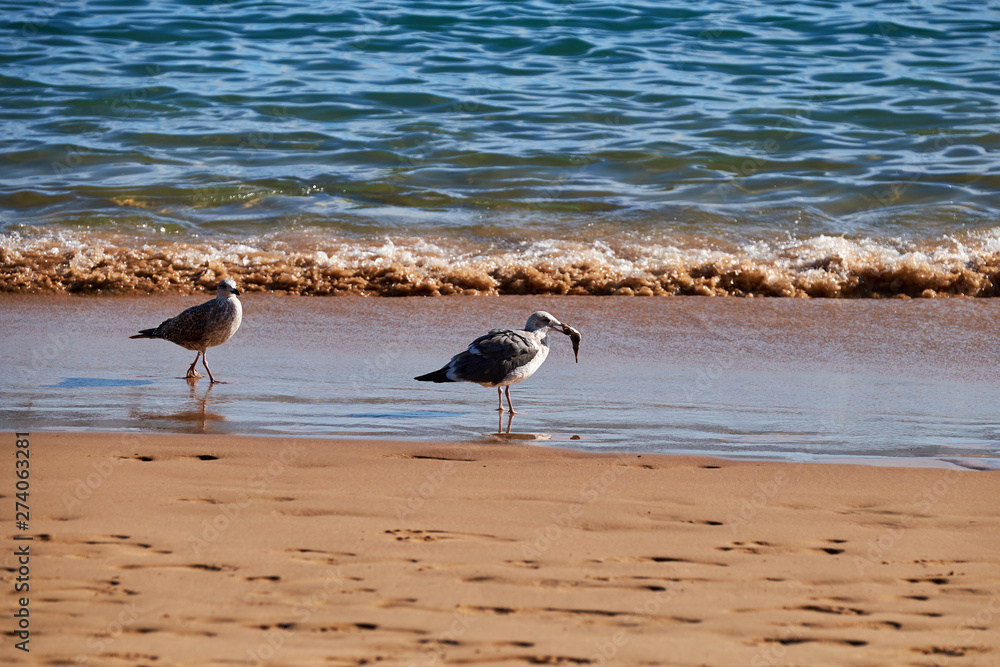 Gull caught the fish by the sea Gull caught the fish by the sea
