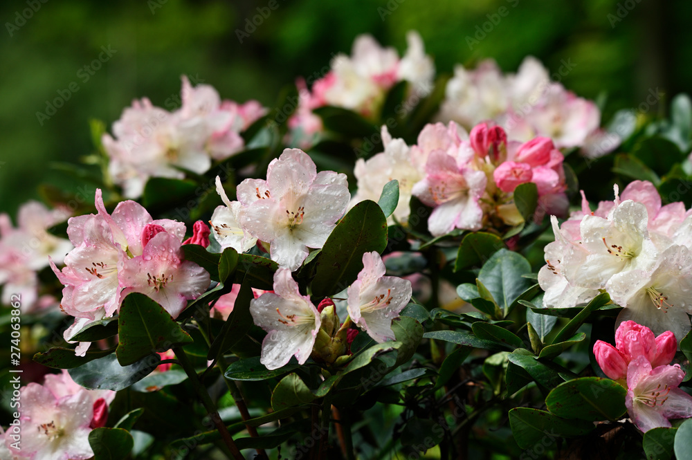 White-pink flowers and drops of water on a rhododendron bush.