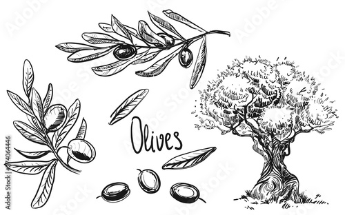 Detailed hand drawn ink black and white illustration set of olive tree, branch. sketch. Vector eps 8